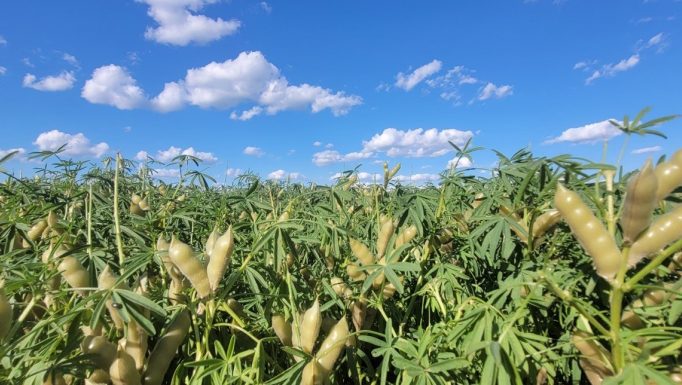 Lupin Field in Alberta 2022