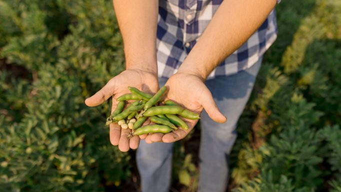 Prairie Fava Fava bean 1